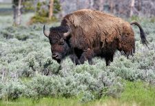 Bisons of North America - Bison bull in the prairie grass, Yellowstone National Park