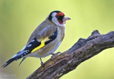 Bezaubernde Vögel im heimischen Garten - Stieglitz