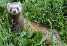 Ferret