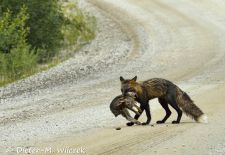 Alaskas Tierwelt - Artenvielfalt im hohen Norden - Polarfuchs mit Beute.JPG