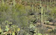 Arizona, Southeast - Tucson   Gates Pass Road 03.JPG