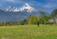 Bayerisches Alpenparadies - Frühlingswiese mit Watzmann im Hintergrund