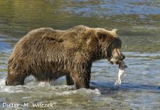 Braunbären in Alaska - Geographic Harbor  Katmai Nat'l. Park 1.JPG