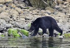 Faszination Vancouver Island - Tofino, Schwarzbär auf Futtersuche.JPG