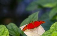 Fluginsekten, Neuflügler - Schmetterlinge  Großer Feuerfalter 03.JPG