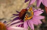 Fluginsekten, Neuflügler - Schmetterlinge  Kleiner Fuchs_Aglais urticae_Small Tortoiseshell 03.JPG