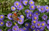 Fluginsekten, Neuflügler - Schmetterlinge  Pfauenauge_Inachis io_European Peacock 03.JPG