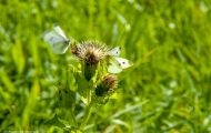 Fluginsekten, Neuflügler - Schmetterlinge  Zitronenfalter_Gonepteryx rhamni_Common Brimstone 04.JPG