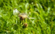 Fluginsekten, Neuflügler - Schmetterlinge  Zitronenfalter_Gonepteryx rhamni_Common Brimstone 09.JPG