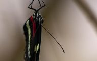 Fluginsekten, Neuflügler - Schmetterlinge Tiger Passionsfalter_Heliconius ismenius_Tiger Heliconian 04.JPG