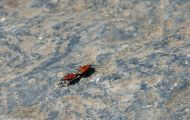 Fluginsekten, Neuflügler - Schnabelkerfe  Wanzen - Gemeine Feuerwanze 03.JPG