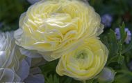 Gärten & Parks - Blumenbeete Bunte Mischung 15.JPG