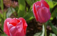 Gärten & Parks - Blumenbeete Bunte Mischung 17.JPG