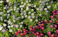 Gärten & Parks - Blumenbeete Bunte Mischung 22.JPG