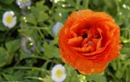 Gärten & Parks - Blumenbeete Bunte Mischung 26.JPG