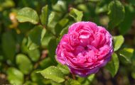 Gärten & Parks - Staudenpflanzen Rosen mit rosafarbenen Blüten 02.JPG