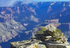 Lonely bush with canyon panorama at the Rim Drive