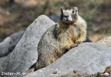Murmeltiere in Nordamerika - Gelbbauchmurmeltier, Rocky Mountains, Alberta, Kanada.JPG