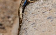 Reptilien, Echsen - Westlicher Zaunleguan_Sceloporus graciosus_Sagebrush Lizzard 03.JPG