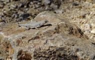 Reptilien, Echsen - Zebraschwanzleguan_Callisaurus draconoides_Zebratail Lizzard 01.JPG