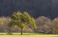 Rheinland-Pfalz, Eifel - Eifellandschaft 05.JPG