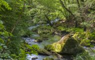 Rheinland-Pfalz, Eifel - Irreller Wasserfälle 08.JPG