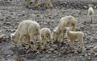 Tiere, Säugetiere - Alaska Schneeschaf 04.JPG