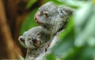 Tiere, Säugetiere - Beuteltiere  Koalabär_Phascolarctos cinereus_Koala bear 01.JPG
