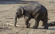 Tiere, Säugetiere - Elefanten  Asiatischer Elefant_Elephas maximus_Asian Elephant 04.JPG
