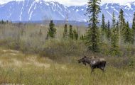 Tiere, Säugetiere - Huftiere  Elch_Alces alces_Moose 08.JPG