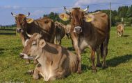 Tiere, Säugetiere - Huftiere  Hausrind_Bos primigenius taurus_Domestic Cattle 02.JPG