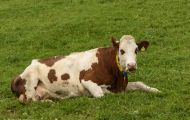 Tiere, Säugetiere - Huftiere  Hausrind_Bos primigenius taurus_Domestic Cattle 10.JPG