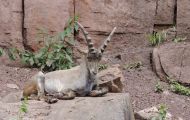 Tiere, Säugetiere - Huftiere  Steinbock_Capra ibex_Wild Goat 06.JPG