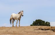 Tiere, Säugetiere - Huftiere  Wildpferde_Wildpferd_Mustang 01.JPG
