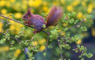 Tiere, Säugetiere - Nagetiere  Europäisches Eichhörnchen_Sciurus vulgaris_Eurasian Red Squirrel 06.JPG