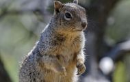 Tiere, Säugetiere - Nagetiere  Felsenziesel_Spermophilus variegatus_Rock Squirrel 09.JPG