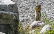 Tiere, Säugetiere - Nagetiere  Goldmantel-Ziesel_Spermophilus lateralis_Golden-mantled Ground Squirrel 05.JPG