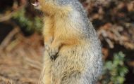 Tiere, Säugetiere - Nagetiere  Kolumbiaziesel_Spermophilus columbianus_Columbian Ground Squirrel 05.JPG