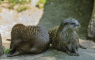 Tiere, Säugetiere - Raubtiere  Fischotter_Lutra lutra_Eurasian River Otter 04.JPG