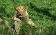 Tiere, Säugetiere - Raubtiere  Löwe_Panthera leo_African Lion 06.JPG
