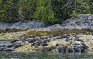 Tiere, Säugetiere - Raubtiere  Seehund_Phoca vitulina_Harbor Seal 09.JPG