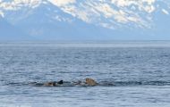 Tiere, Säugetiere - Raubtiere  Stellerscher Seelöwe_Eumetopias jubatus_ Steller's Sea Lion 05.JPG