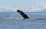Tiere, Säugetiere -Zahn- & Bartenwale  Buckelwal_Megaptera novaeangliae_Humpback Whale 05.JPG