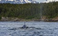 Tiere, Säugetiere -Zahn- & Bartenwale  Buckelwal_Megaptera novaeangliae_Humpback Whale 09.JPG