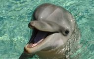 Tiere, Säugetiere -Zahn- & Bartenwale  Großer Tümmler_Tursiops truncatus_Bottle-Nosed Dolphin 02.JPG