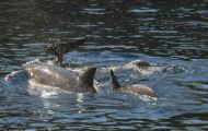 Tiere, Säugetiere -Zahn- & Bartenwale  Großer Tümmler_Tursiops truncatus_Bottle-Nosed Dolphin 09.JPG