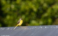 Tiere, Vögel - Sperlingsvögel Gebirgsstelze_Motacilla cinerea_Gray Wagtail 05.JPG