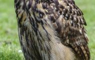 Tiere, Vögel - Eulen   Uhu_bubo bubo_Eurasian Eagle Owl 02.JPG