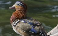Tiere, Vögel - Gänsevögel  Harlekin Ente_Histrionicus histrionicus_Harlequin Duck 01.JPG