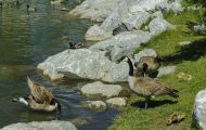 Tiere, Vögel - Gänsevögel  Kanadagans_Branta canadensis_Canada Goose 10.JPG